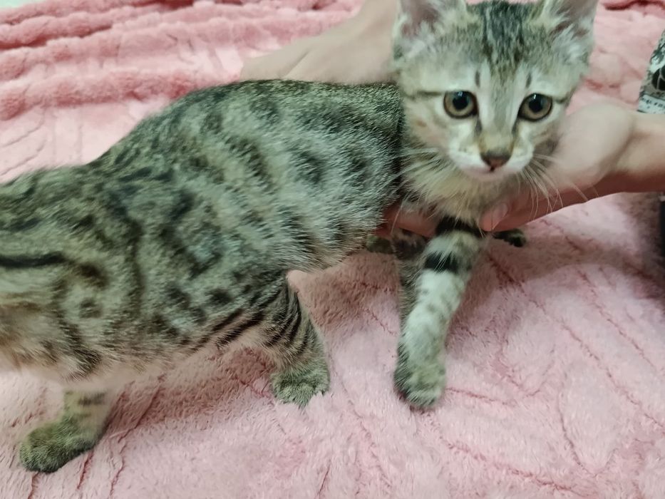 Котята котенок в добрые руки