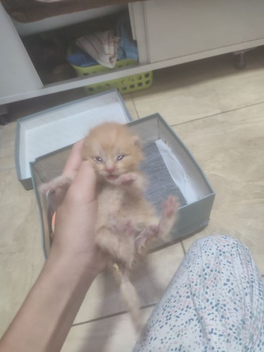 Отдам в добрые руки