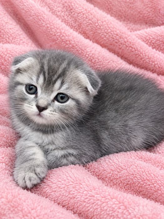 Продаются чистокровные котята