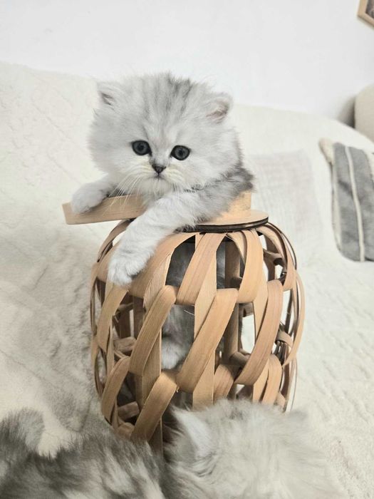 Персийска сребърна чинчила -котенца