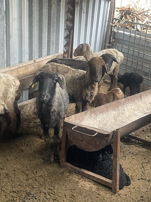 Козылы койлар бараны