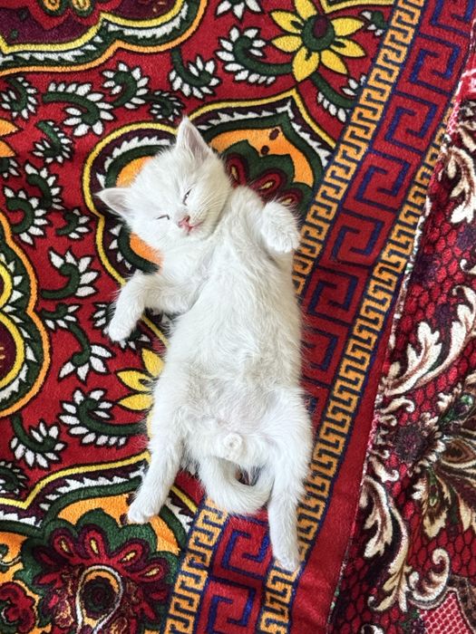 Котенок мальчик 3 недели