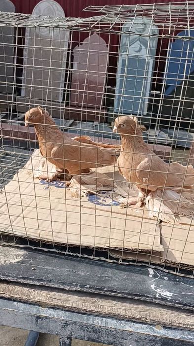 Голуби жёлтые чубатые