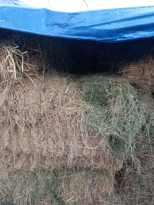 Жоңышқа сатылады