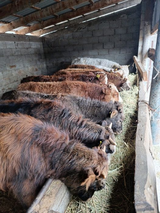 Продаю бычки.      .