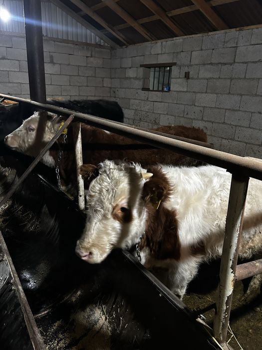 Бычок 9-10 айлык