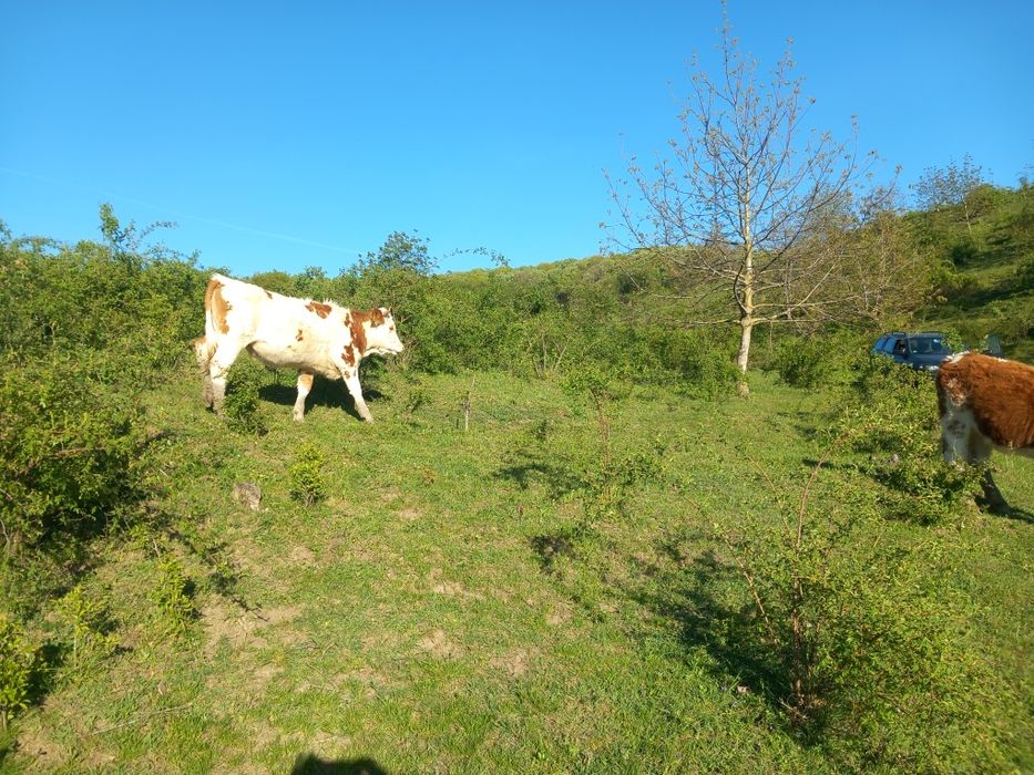 Văcuțe juninci de vânzare