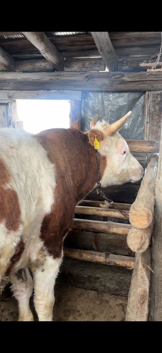 Мошный ,бұқа 2жасар