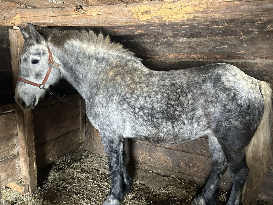 De vânzare iapă de 5 ani