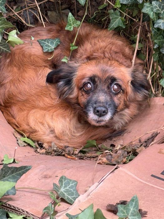 Urgent adoptie femela talie mica