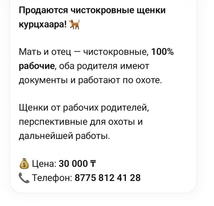 Продаются щенки курцхаара