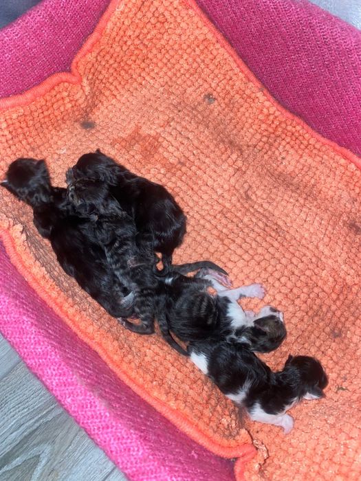 Вязка. Кот породы Мейн Кун