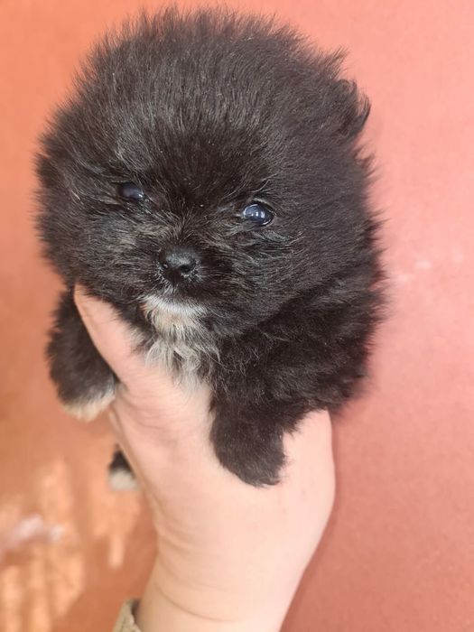 Продам щенков  шпица.