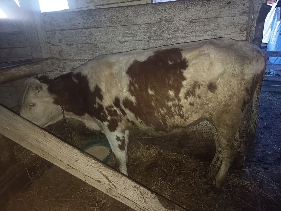 De vânzare vițeauă