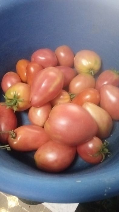 Продам домашние помидоры