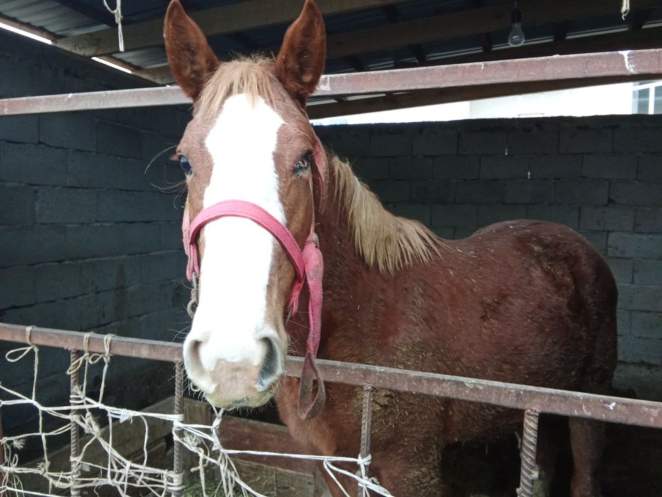 Тайлар бордакылар