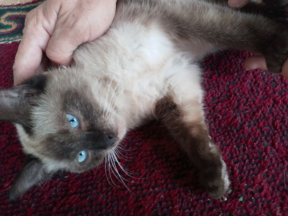 Mushik mosh laqablik