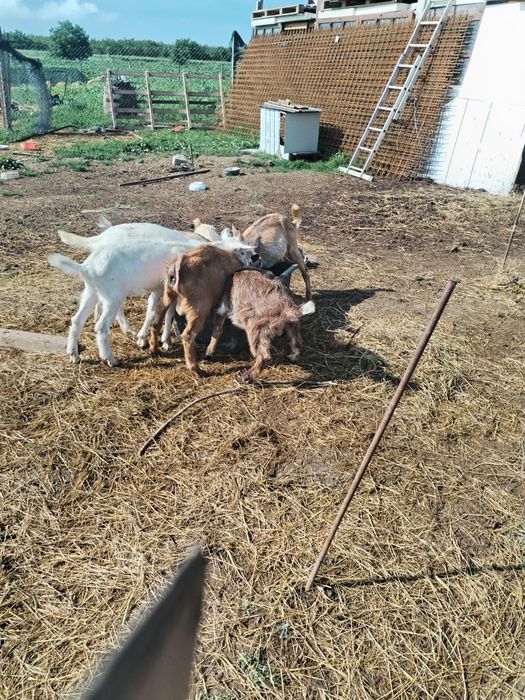 Țapi , , iezi țapisori de vânzare