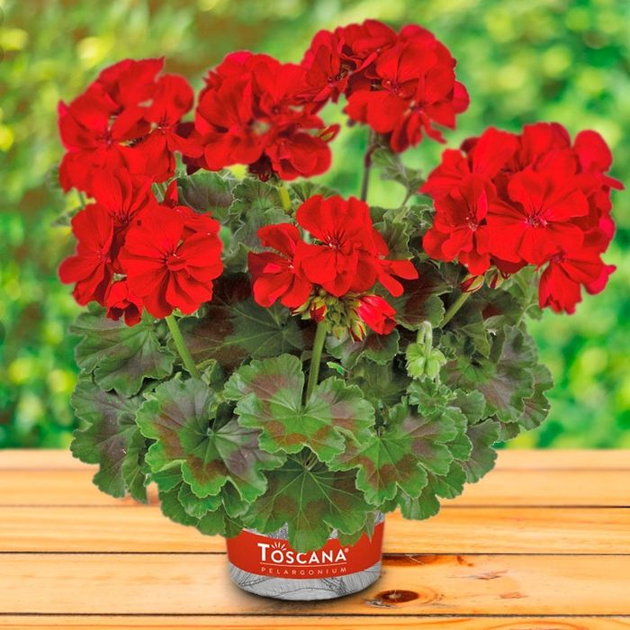 Жудда чиройли Геран гуллар сифатлиси. Геран Цветок шикарная Прадается