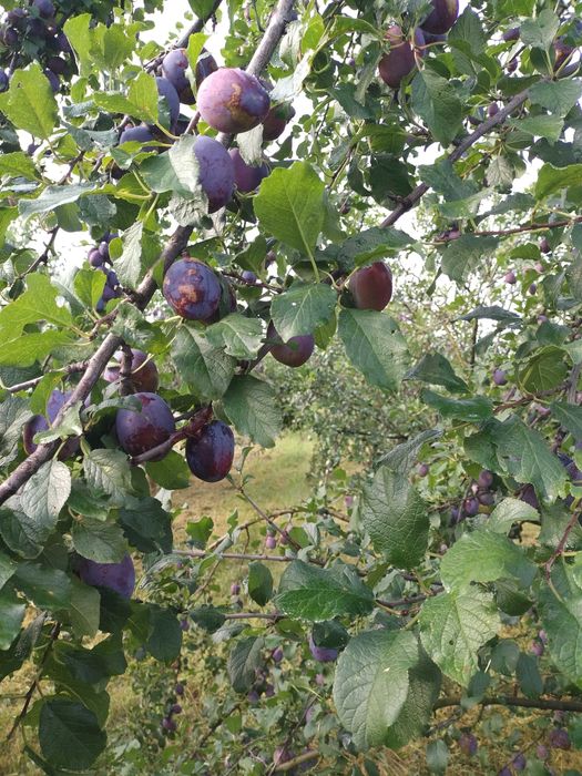 Продава се Земеделски имот в Севлиево -  кв.м за 26 €/дка - Снимка #2