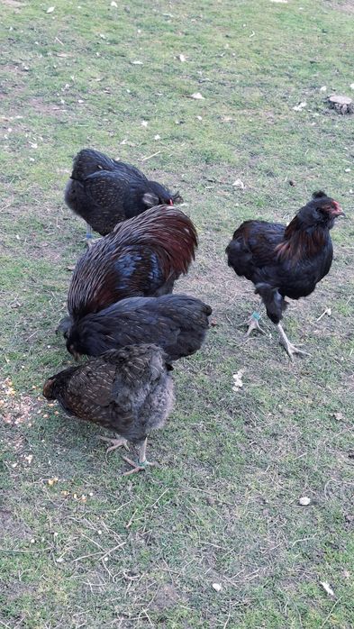 Pui araucana potarnichiu salbatic