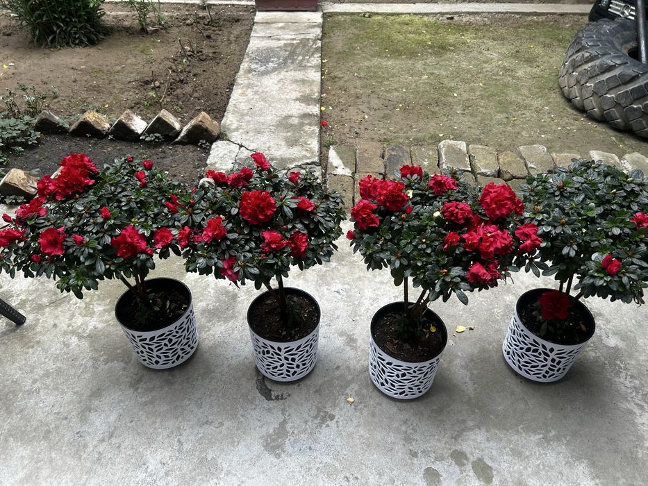 Azaliya цветы/Gullar