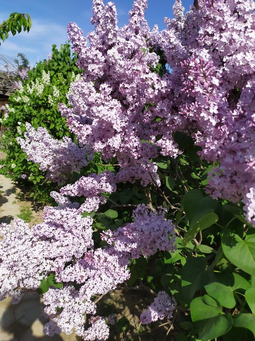 Цветы на рассаду дачные