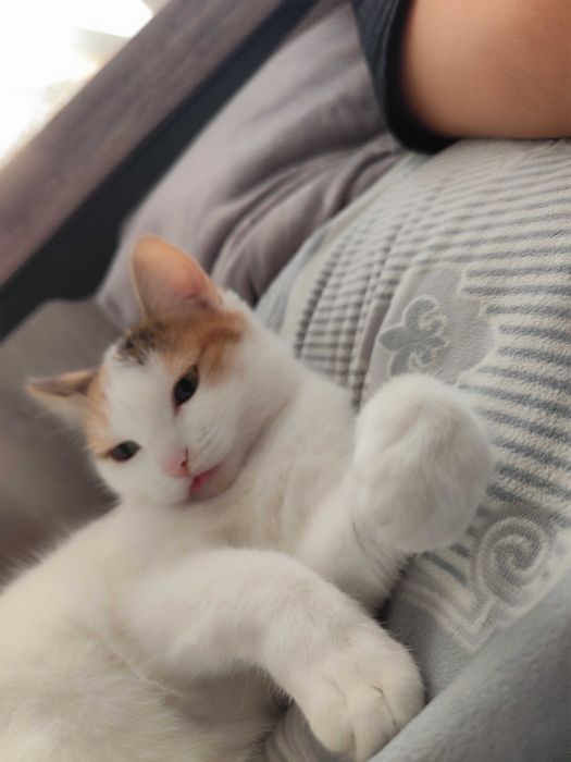 кошка девочка 2 года