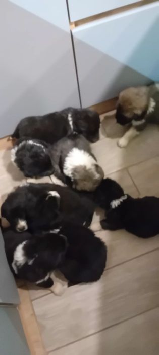 Каракачански кученца