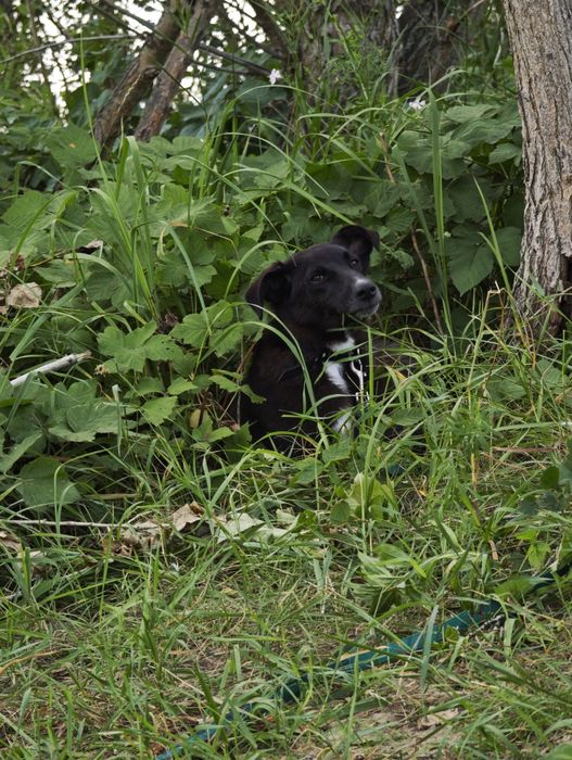 Ищет самые добрые руки СТЕРИЛИЗОВАННАЯ девочка Гера