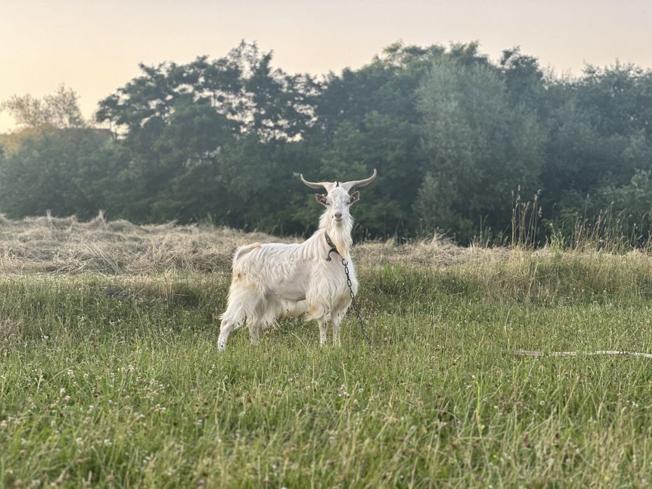 Vând Țap Saanen Alb  – Exemplar Deosebit și Robust