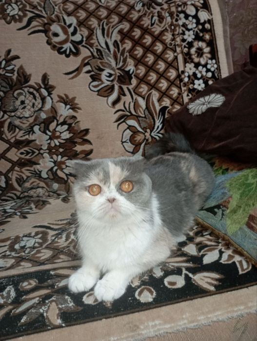 Продаю котенка мальчика