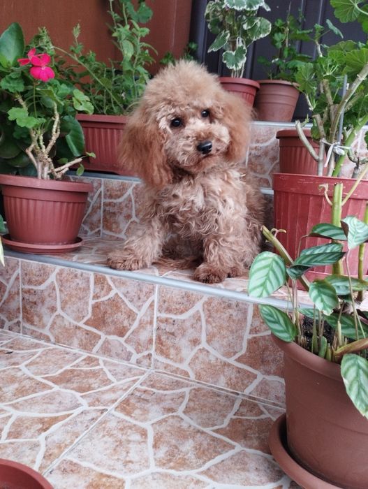 Мини Пудел Той Пудел.