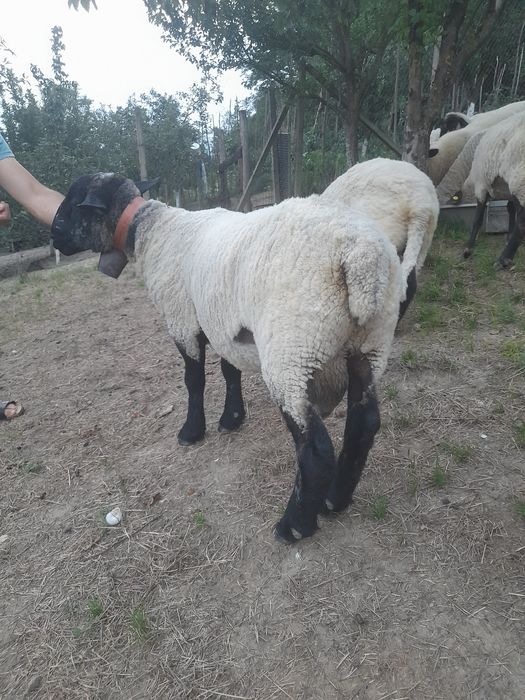 Berbec Sulfok de vânzare sau schimb