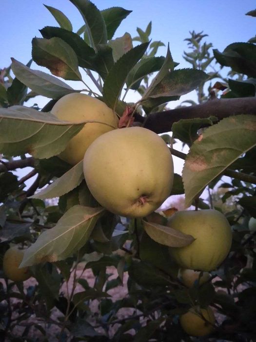 Mevalı köchatlar ıshonchlı va arzon