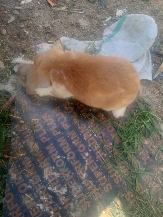 Vând 3 iepuri mai mult detalii la tel