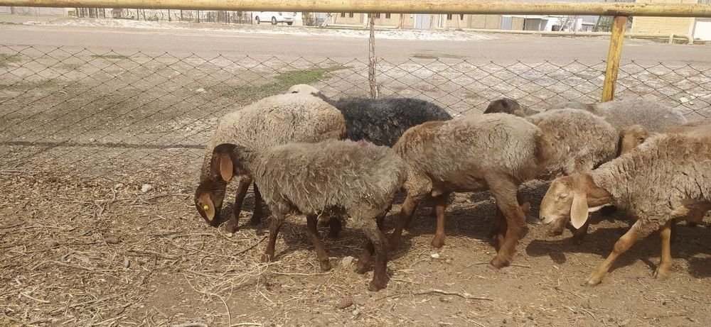 Сифатли арашан куйлари