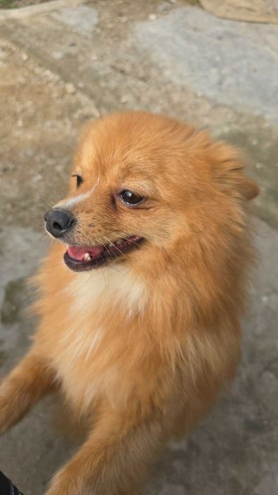 Женски померан шпиц