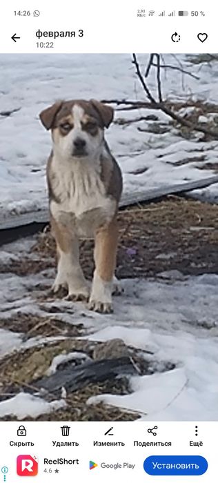 Щенки 3 месяца, мальчик и девочка