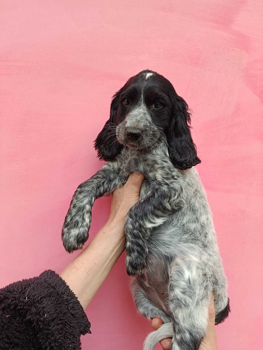 Продам щенка русский охотничий спаниель.