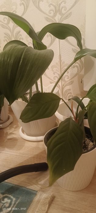 Продам 7 шт цветы в горшках