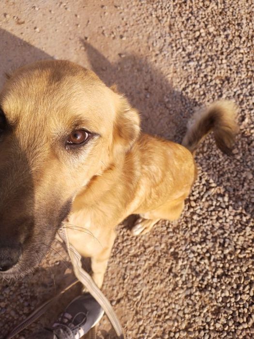 Услуги дрессировщика