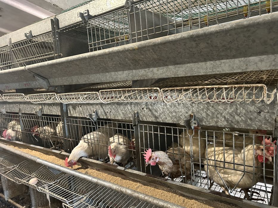 Клетки, несушкам