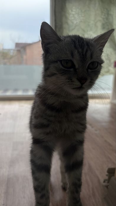 самый красивый котенок отдается