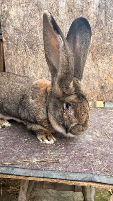 Mascul uriaș german