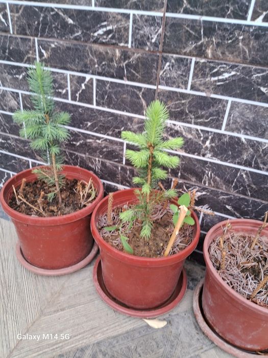 Продаю Голубые ели!!!