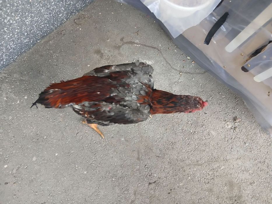 Продам жужика срочно