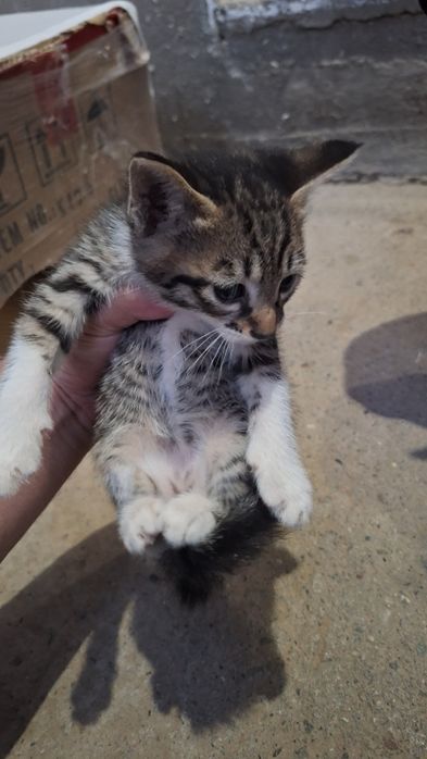 Мушуклар берилади