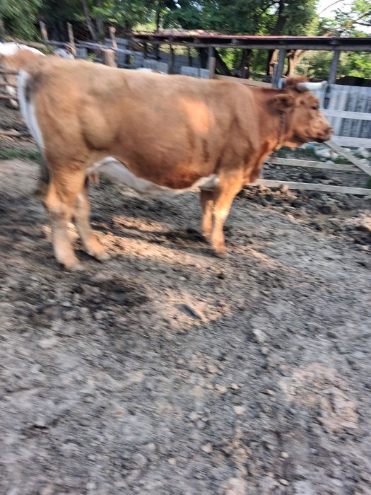 Vand vaca si taur