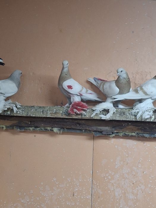 Продам голубей игра гребля тяга